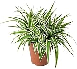 DECOALIVE Chlorophytum Planta Natural de Interior 15-20cm Cinta, Lazo de Amor o Clorofito Planta Purificadora del Aire