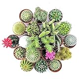 Cactus Naturales Pack de Plantas para el Hogar Cactus Variados (10)