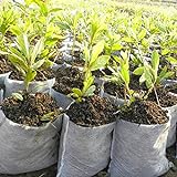 LouisaYork Bolsas de plántulas para plantas, 400 bolsas no tejidas para Nursey, biodegradables para cultivar bolsas de tela para plantas de semillero, bolsas para guarderías (18 x 20 cm + 12 x 15 cm+16 x 18 cm)