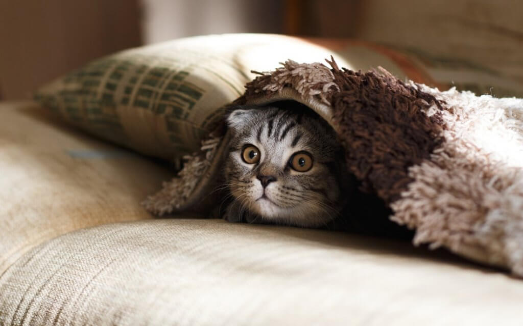 Las mejores camas cueva para gatos