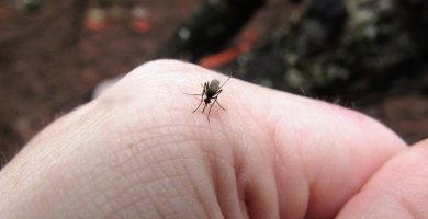 Claves para evitar (o tratar) las picaduras de mosquitos