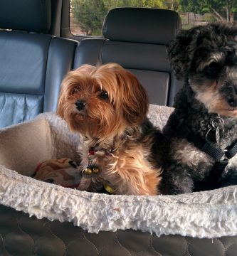 Protectores para llevar a la mascota en el coche con higiene y comodidad