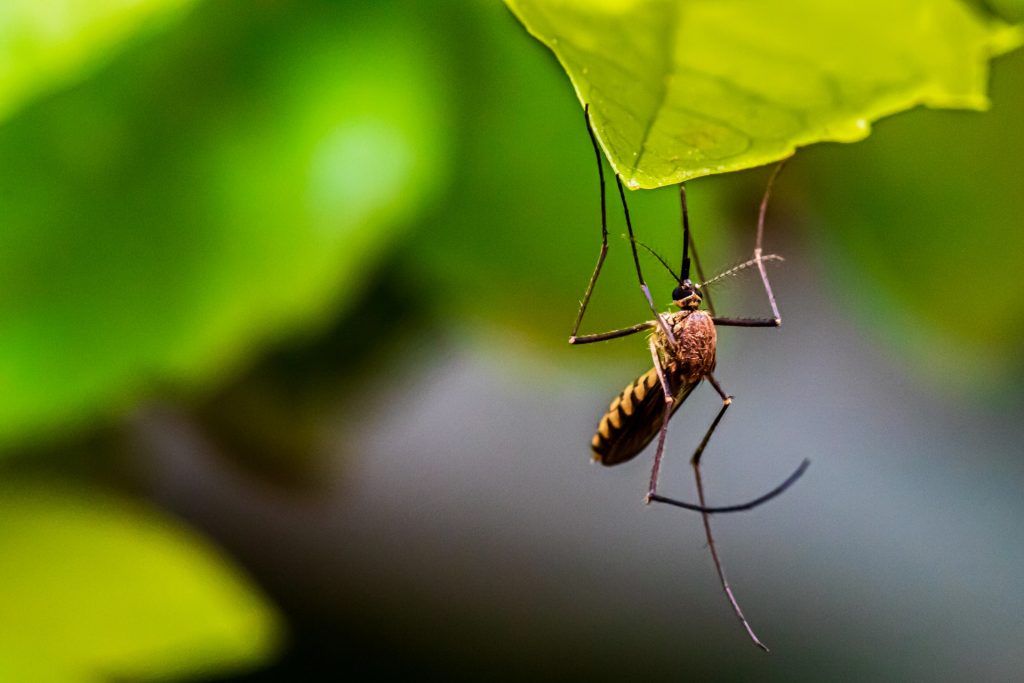 Cinco productos eficaces para ahuyentar a los mosquitos y evitar que nos piquen