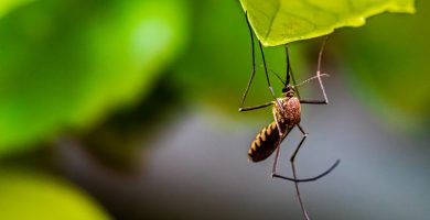Cinco productos eficaces para ahuyentar a los mosquitos y evitar que nos piquen
