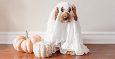 Ideas para disfrazar a tu mascota en la noche más terrorífica del año