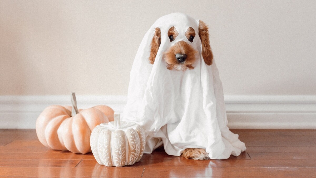 Ideas para disfrazar a tu mascota en la noche más terrorífica del año