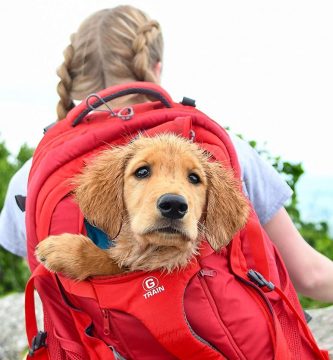 Las mejores mochilas para llevar a tu perro cómodo y seguro