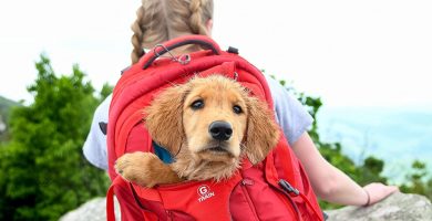 Las mejores mochilas para llevar a tu perro cómodo y seguro