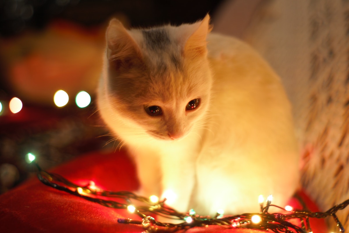 Las luces de Navidad son uno de los objetos populares de estas fiestas