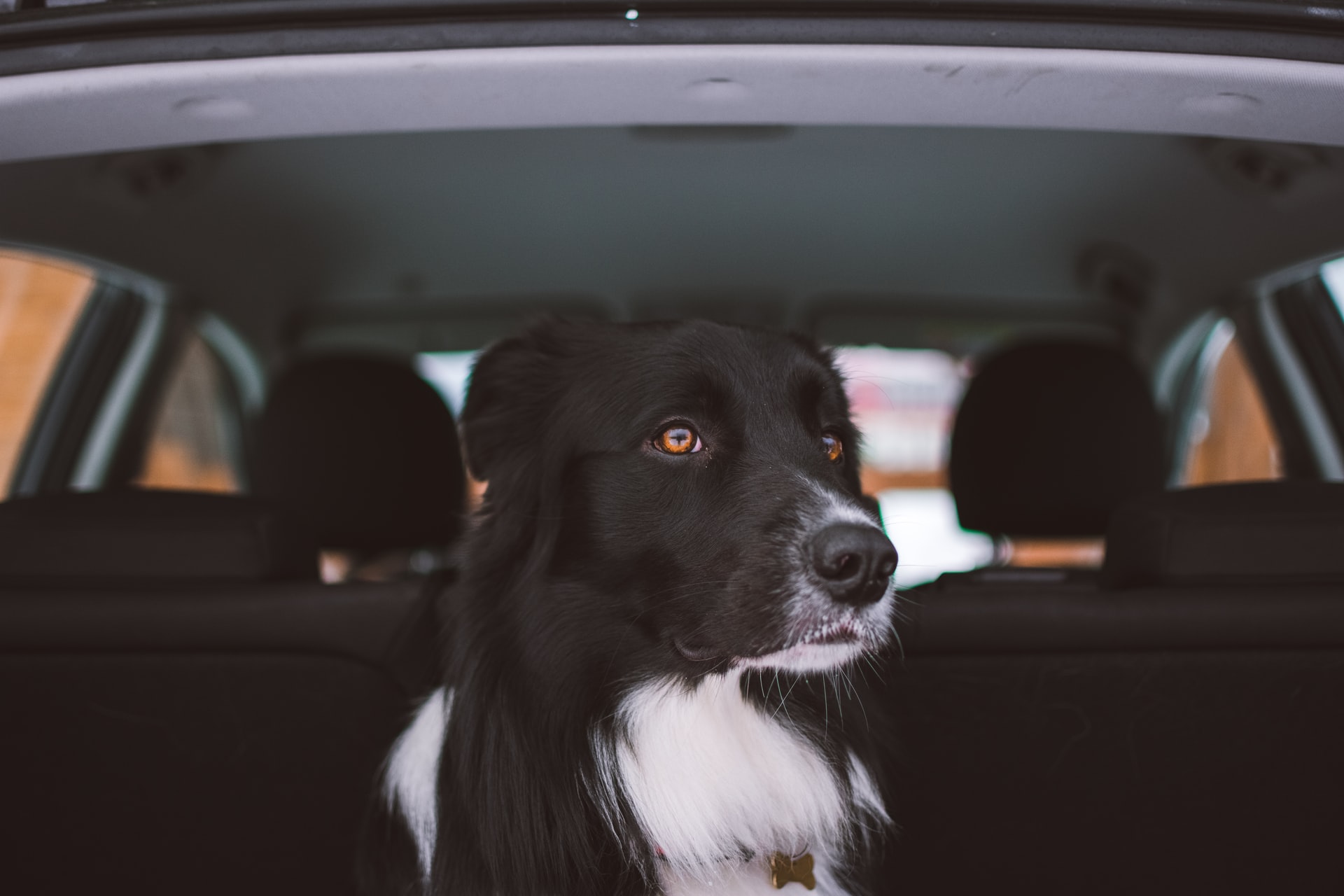 Viajar con tu mascota se hace más fácil con una rejilla para coche