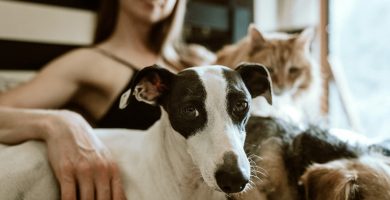 Repelente para mascotas: pon fin al mal comportamiento de perros y gatos