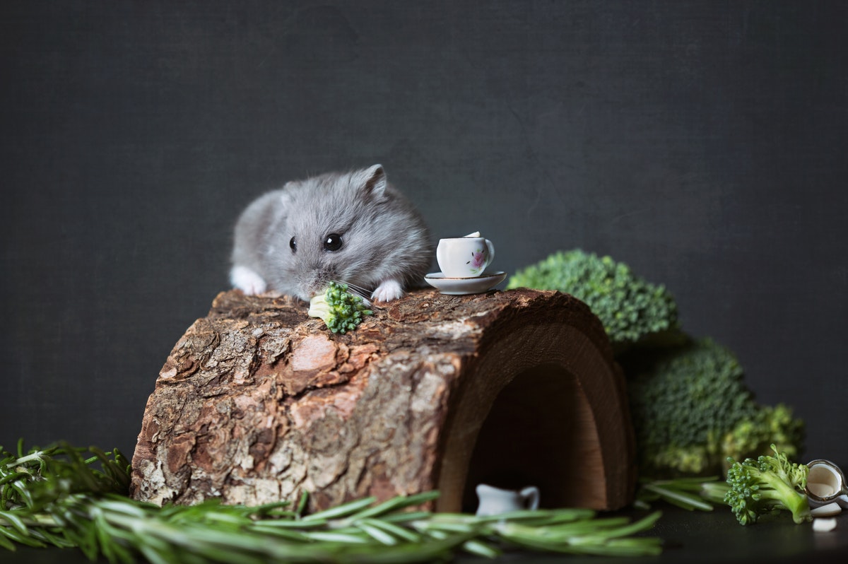 La popularidad del hámster como mascota ha ido acompasada de un notable incremento de accesorios para estos pequeños roedores