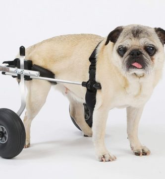 Las mejores cinco sillas de ruedas para mejorar la movilidad de los perros