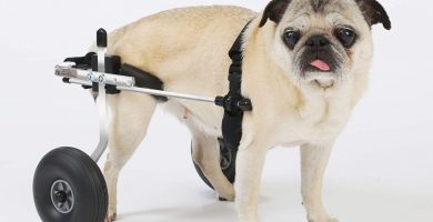 Las mejores cinco sillas de ruedas para mejorar la movilidad de los perros