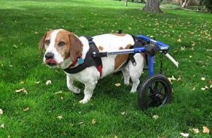 Las sillas de rueda para perros posibilita que se puedan mover mientras se recuperan en sus extremidades