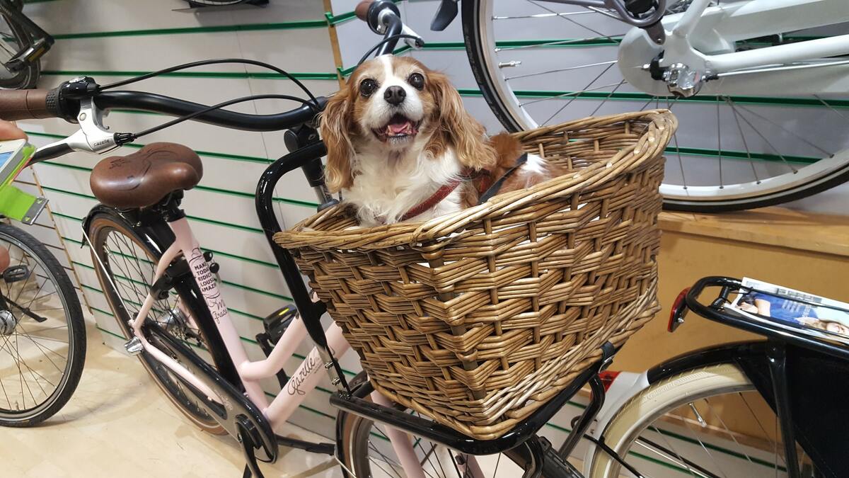 Los mejores remolques de bicicleta para perro