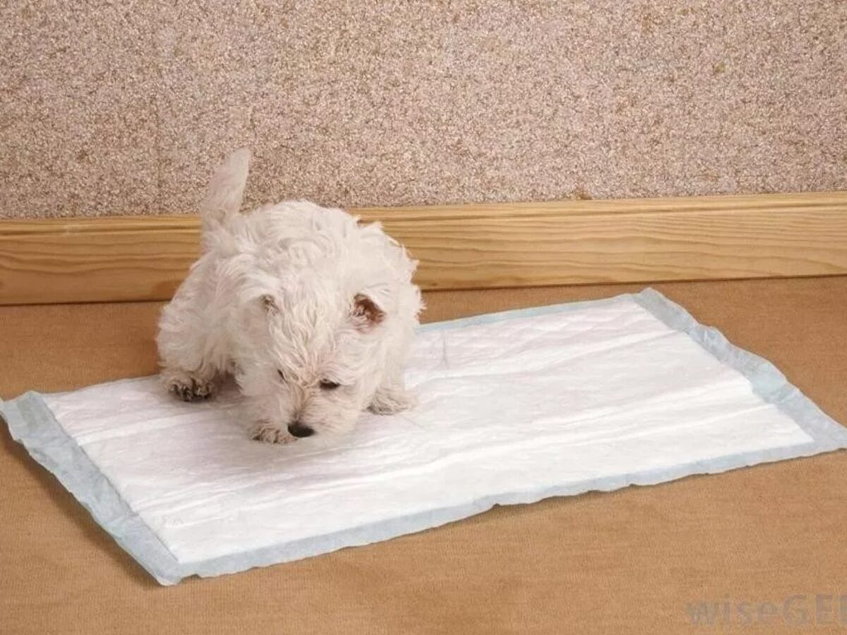DXQDXQ Almohadilla de Orina para Mascotas Perros Pañales de Perro Empapadores de Entrenamiento para Adecuado Perros o Gatos Antideslizante Lavable y Reutilizables Color : 4, Size : 40 * 60cm 