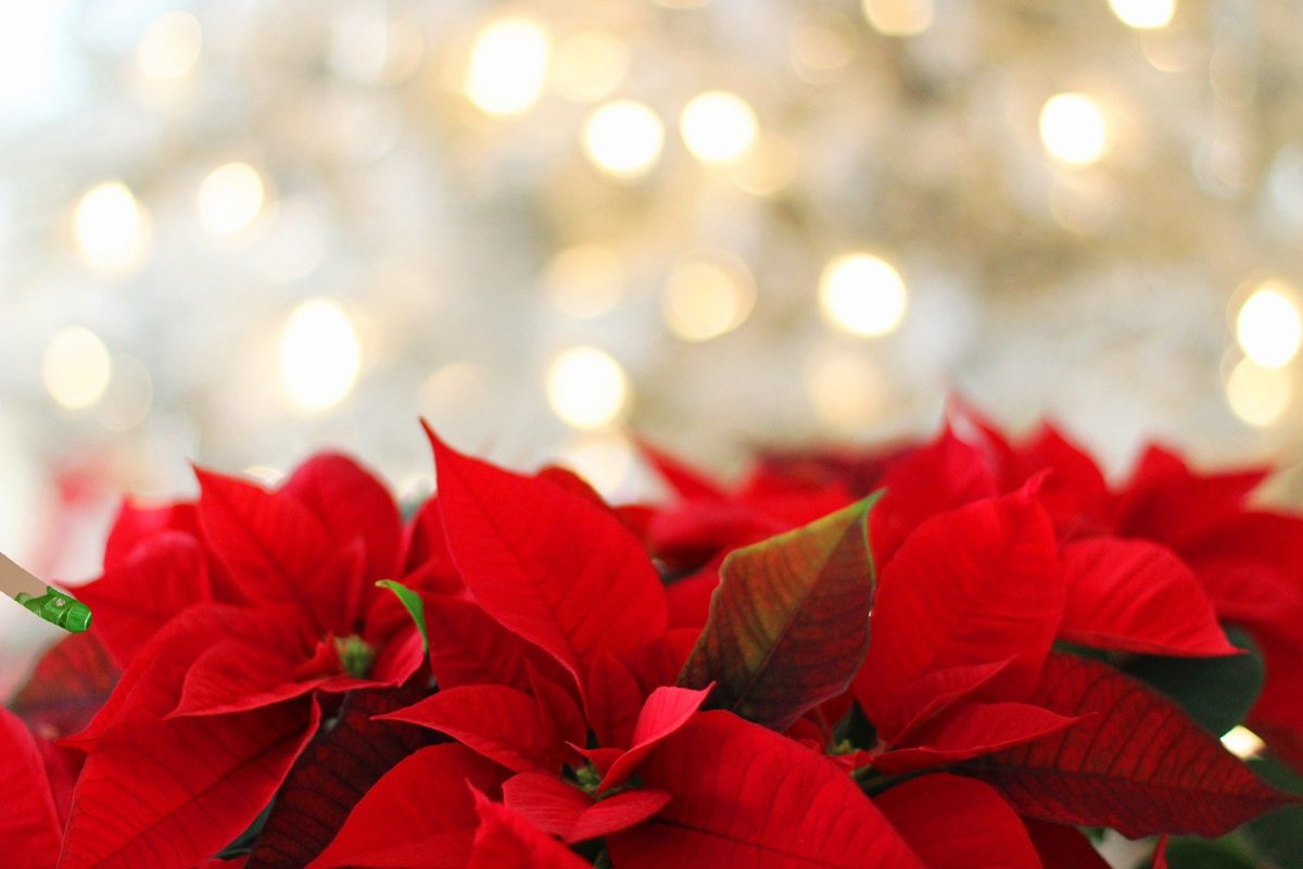 Adornos florales para decorar tu casa en Navidad de forma diferente