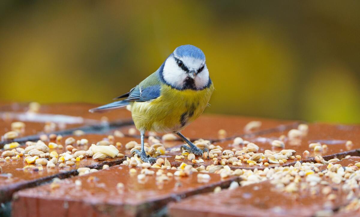 Las mejores comidas para mantener sanos y nutridos a nuestros pájaros