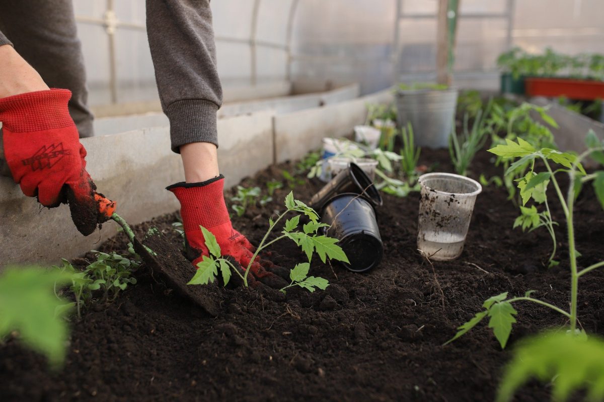 Los tips para cuidar tu jardín durante el invierno (y disfrutar todo el año)