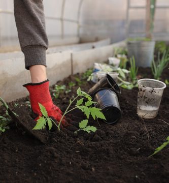 Los tips para cuidar tu jardín durante el invierno (y disfrutar todo el año)