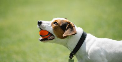 Las mejores pelotas para que tu perro haga ejercicio y se divierta a la vez