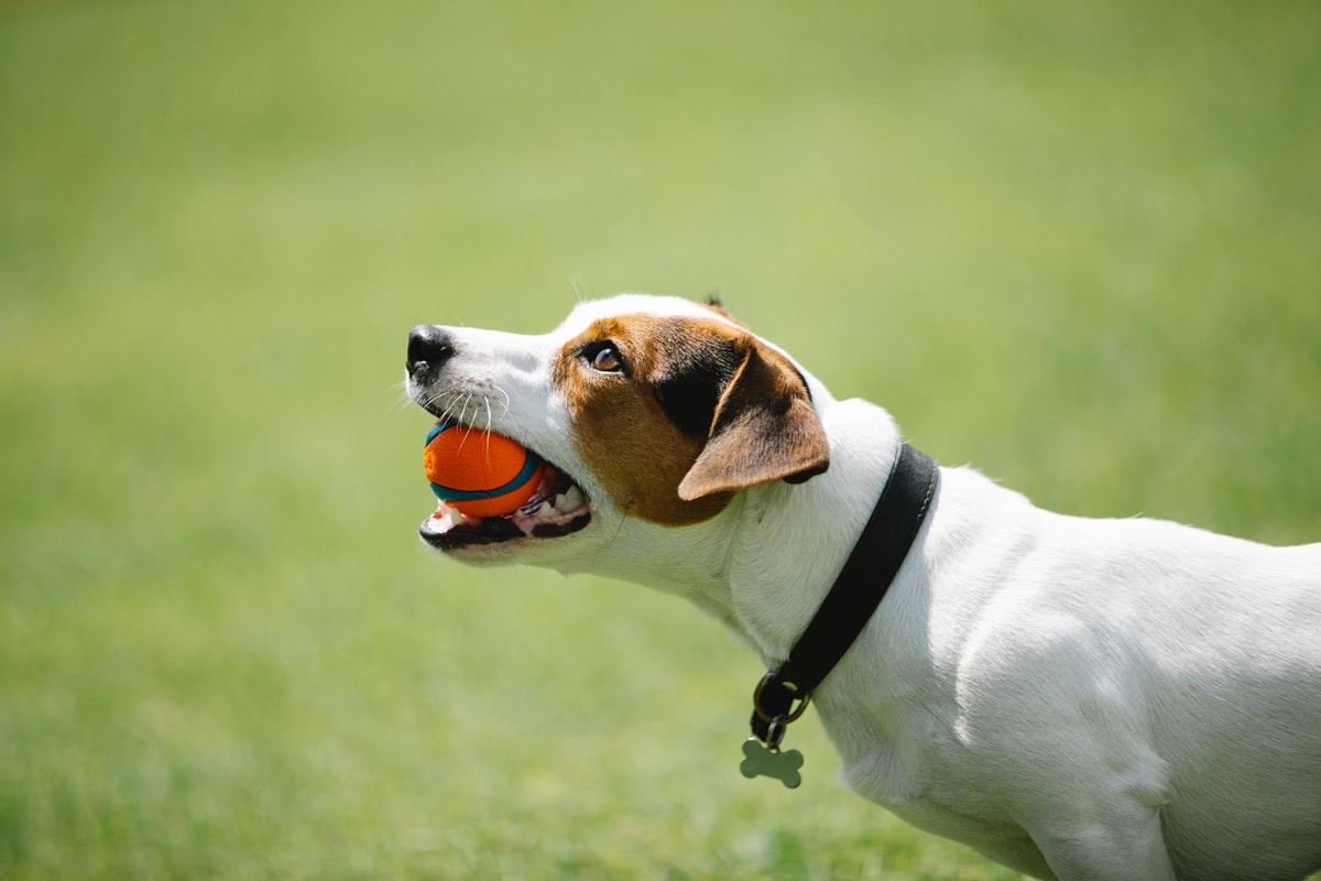 Las mejores pelotas para que tu perro haga ejercicio y se divierta a la vez
