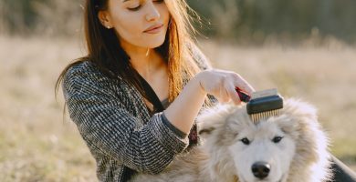 Los mejores peines para mantener en buen estado el pelo de nuestro perro