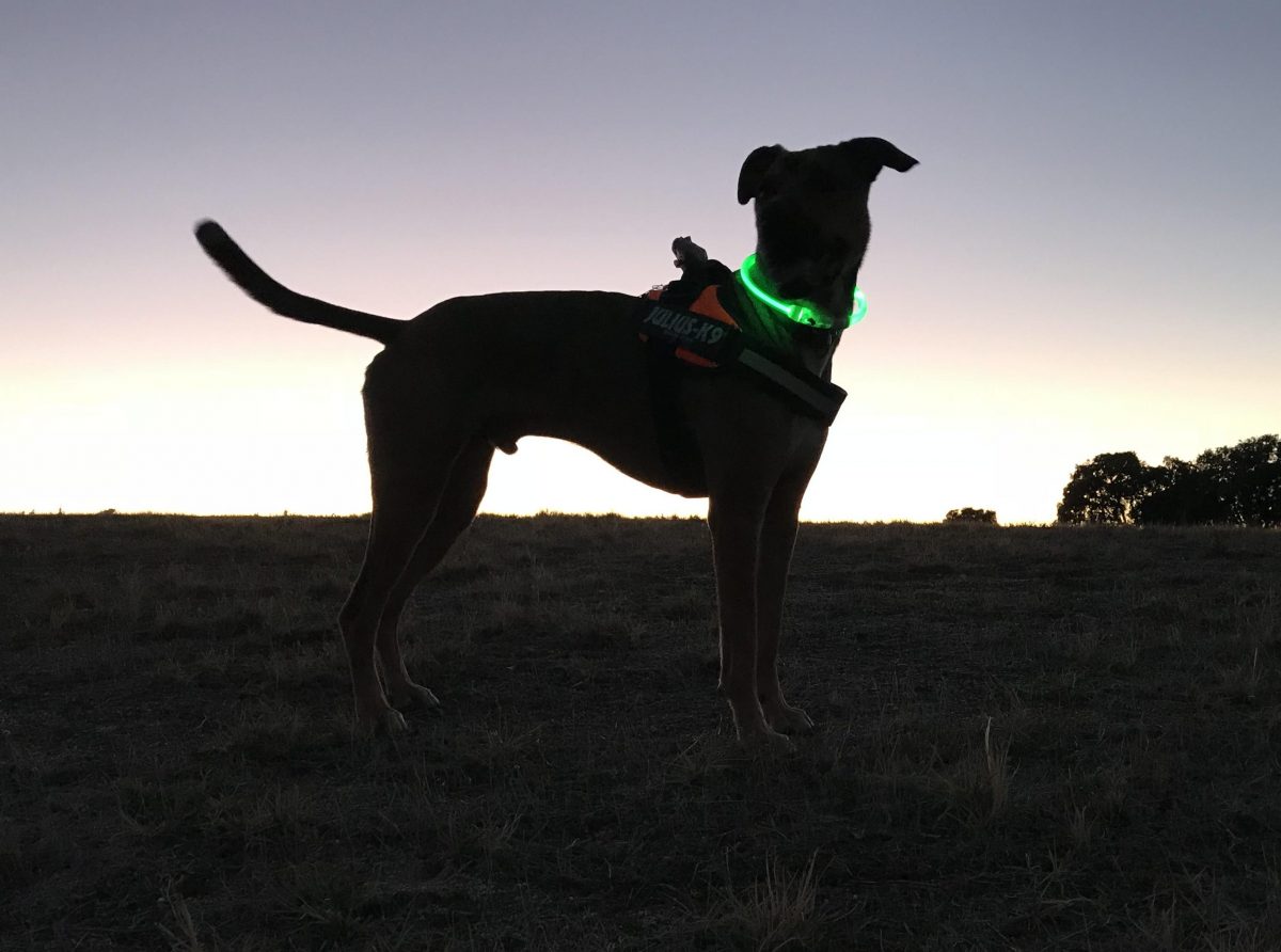 Collares luminosos para no perder de noche la pista de tu perro