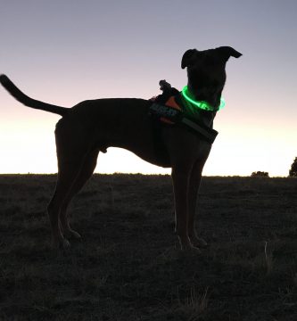 Collares luminosos para no perder de noche la pista de tu perro