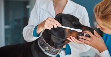 Cinco cepillos especializados para garantizar la salud dental de nuestros perros