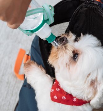 Botellas dispensadoras de agua para evitar golpes de calor en los perros