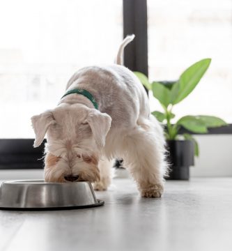Cinco tipos de comidas húmedas para que tu perro disfrute y se nutra adecuadamente