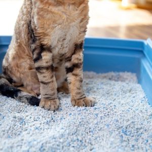 Las mejores arenas aglomerantes para gatos que puedes comprar