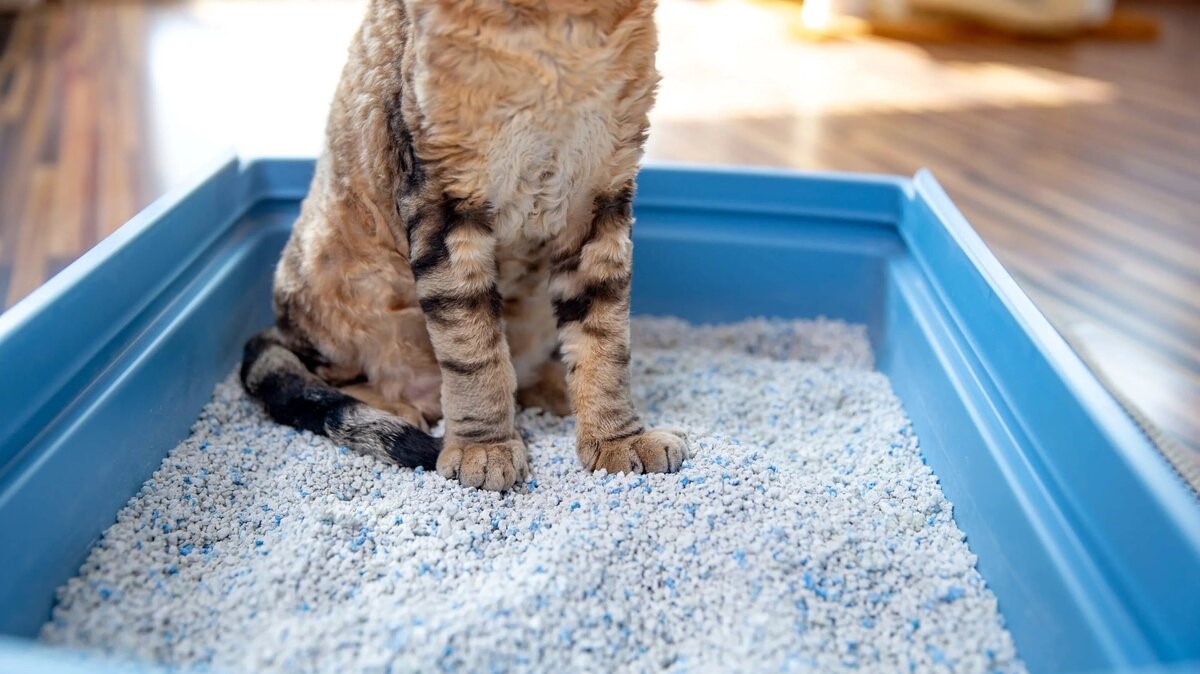 Día Internacional del Gato: Las mejores arenas aglomerantes que puedes comprar