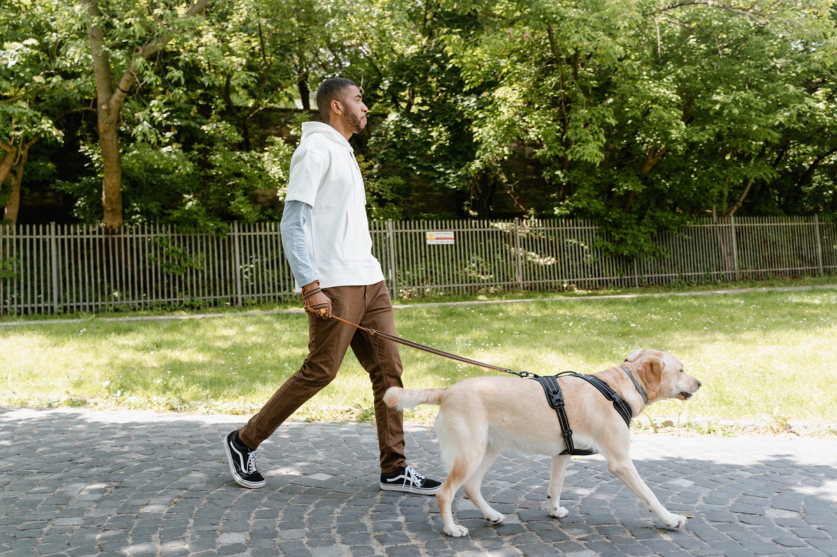 Los arneses para pasear a tu perro más cómodos y mejor valorados