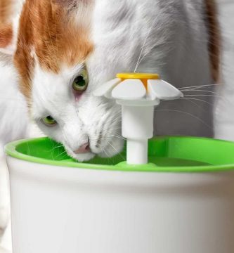 Por qué tu gato necesita una fuente de agua y cuáles son las mejores y más baratas