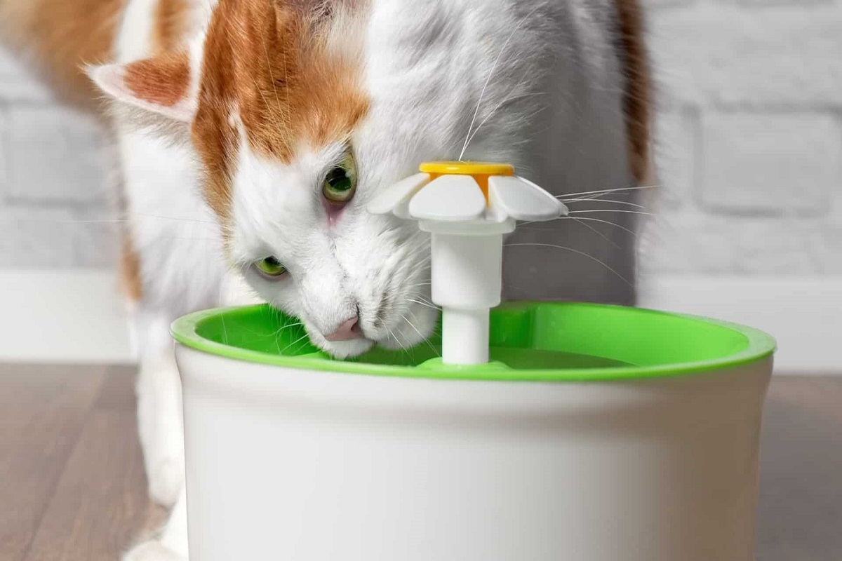 Por qué tu gato necesita una fuente de agua y cuáles son las mejores y más baratas