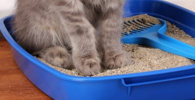 Las mejores arenas absorbentes para que tu felino cuente con un espacio higiénico