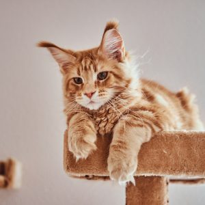 La solución definitiva para esconder el arenero de los gatos en casa sin perder estilo
