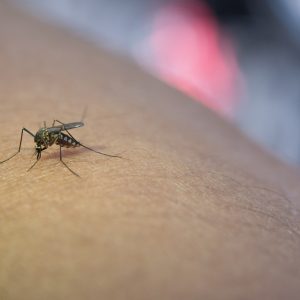 El repelente ultrasónico de plagas con más de 11.000 valoraciones: olvídate de los mosquitos