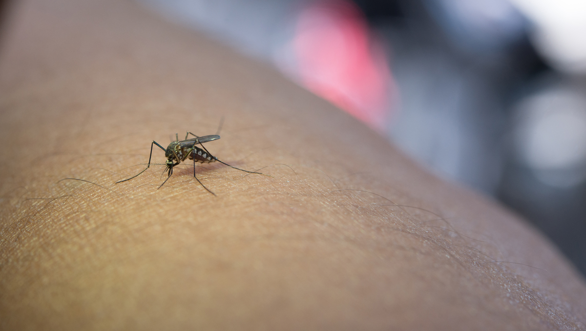 El terror de los pequeños insectos: así es la raqueta eléctrica para matar moscas y mosquitos