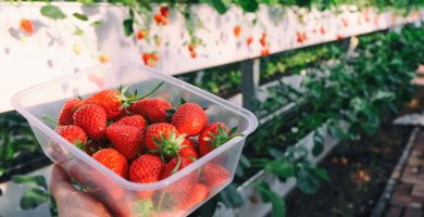 Cómo conservar las fresas para que duren más tiempo frescas en el frigorífico