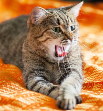 Día Mundial del Gato: ¿Cómo proteger del calor a los felinos en verano?