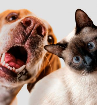 ¿Tu mascota tiene mal aliento? 5 claves para cuidar la salud bucal de perros y gatos