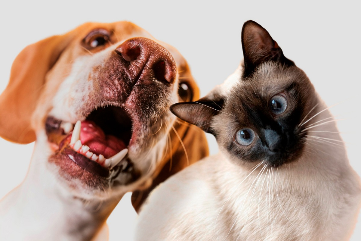 ¿Tu mascota tiene mal aliento? 5 claves para cuidar la salud bucal de perros y gatos