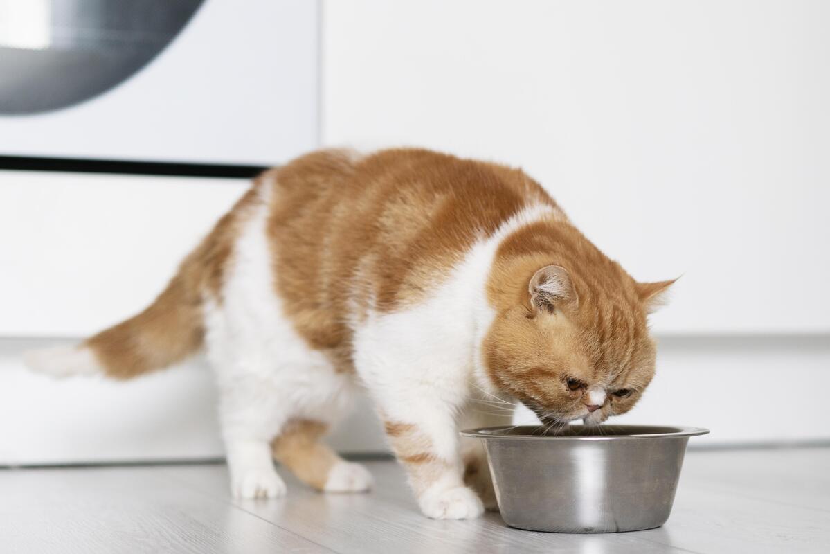Esta es la mejor comida húmeda para tu gato: triunfa entre dueños y animales