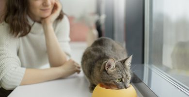 Esta es la mejor comida de gato, según la OCU: el kilo cuesta solo 4 euros